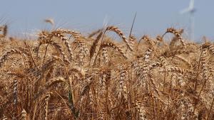 Нашата държава няма нужда да внася украинско зърно Това заяви