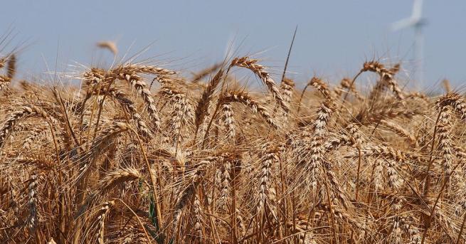 Очакваната реколта от пшеница е 5,4 млн. тона, има достатъчно