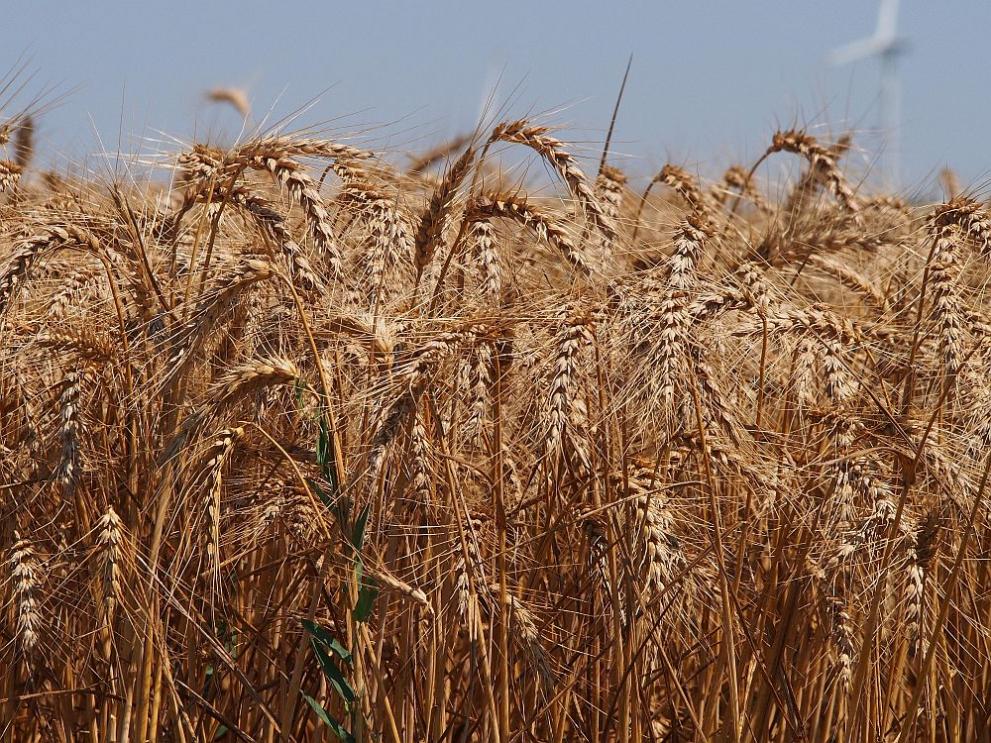 Нашата държава няма нужда да внася украинско зърно. Това заяви