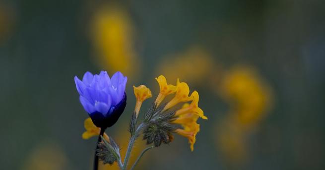 Килим от диви цветя покри пустиня в РЮА където сега