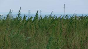 Голямо количество канабис е открито при спецакция на полицията в