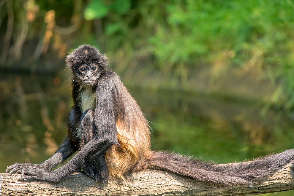 Паякообразните маймуни са сред 25-те най-застрашени от изчезване примати в света