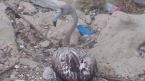 розово фламинго