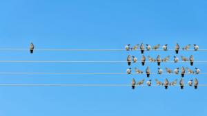 птици миграция