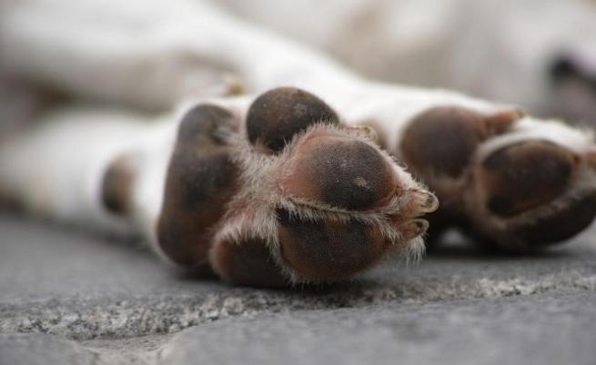 11 кучета и котка отровени в кюстендилско село