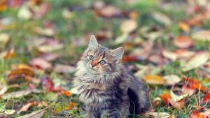 Котка есен