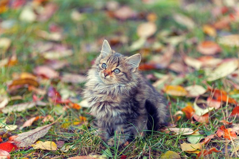 Котка есен