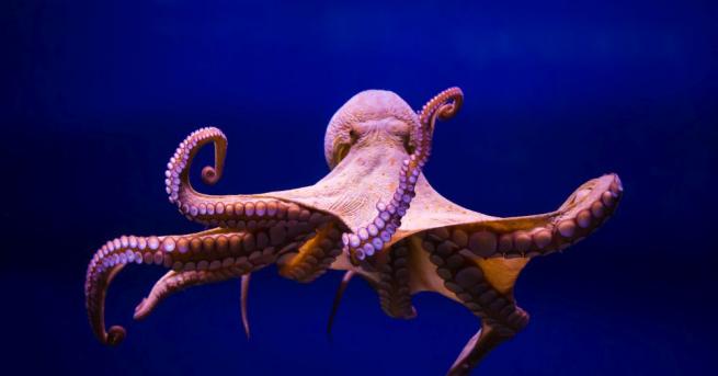 Невробиолози от института Джонс Хопкинс дадоха екстази на октоподи за