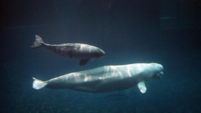 Спасяват белуга, незнайно как попаднала във водите на Сена край Париж