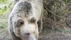 Освободиха мече от бракониерска примка