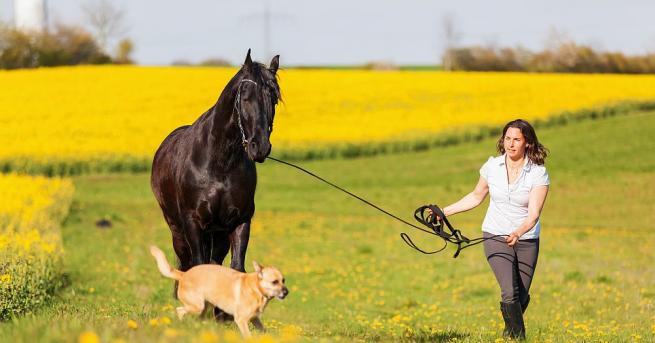 65 евро пенсия за кучетата и конете на служба в
