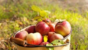 времето есен дъжд плод