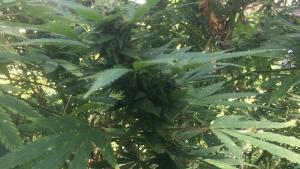 канабис Кнежа