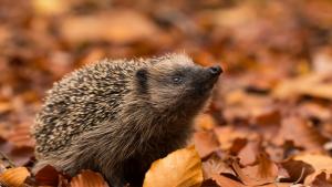 времето есен таралеж