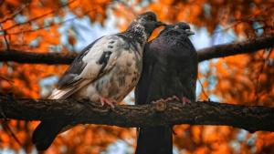 времето есен гълъби