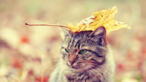 времето есен коте листо