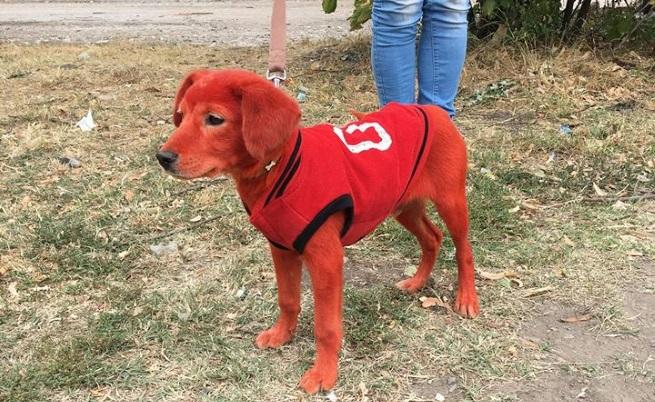  Кученцето Реди 