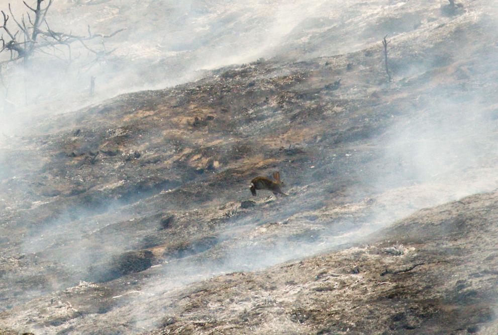  пожари Калифорния 