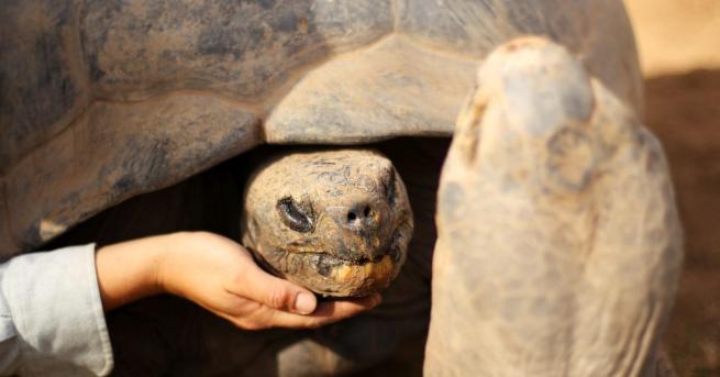 Крадци задигнаха 123 бебета на гигантски костенурки от център за