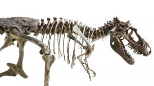 Учени откриха огромен и изключително добре запазен скелет на завропод