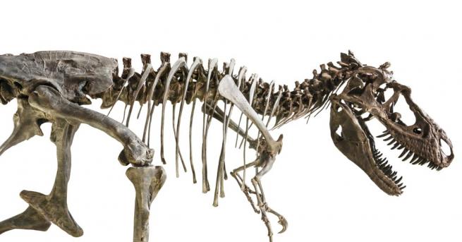 В Япония бе възстановен за първи път скелет на динозавър