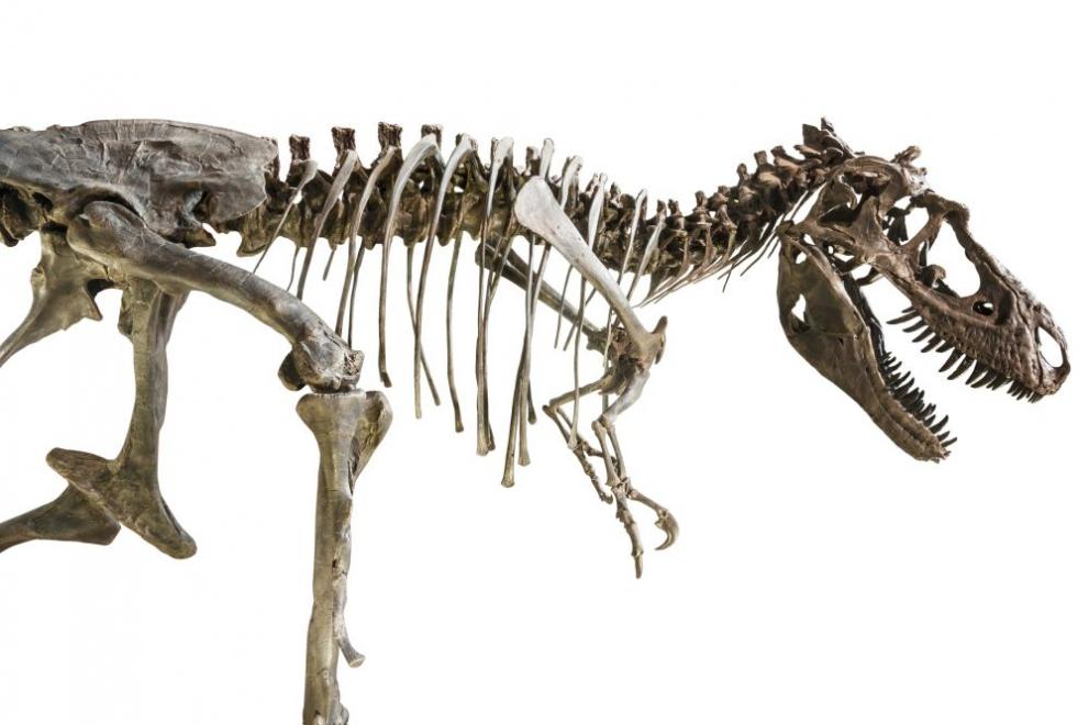 Учени откриха огромен и изключително добре запазен скелет на завропод