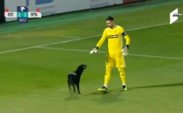 Симпатично куче прекъсна мач в Грузия