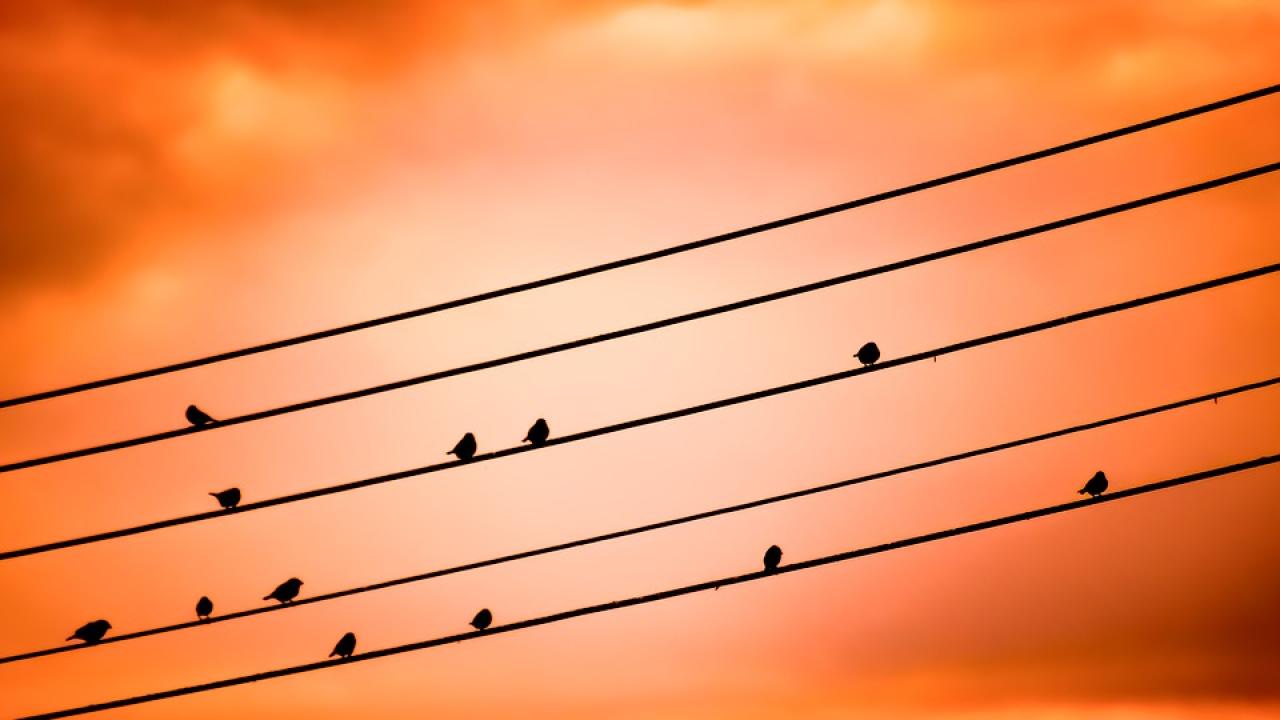 Снимка: pixabay