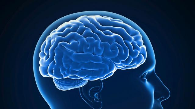 Парадокс: Мъжкият мозък старее по-бързо, но Алцхаймер засяга повече жени