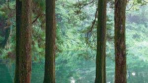 гора дървета