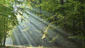 гора дървета