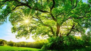 гора дървета