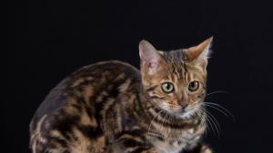 Бенгалска котка