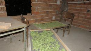 полиция марихуана боеприпаси