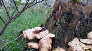 гъба дърво гора