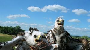 царски орлета