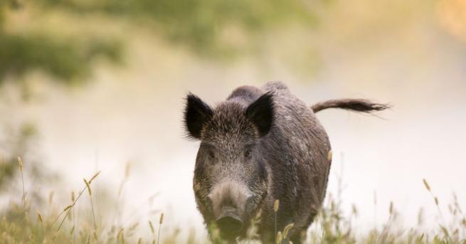 Българската агенция по безопасност на храните БАБХ констатира първи случай