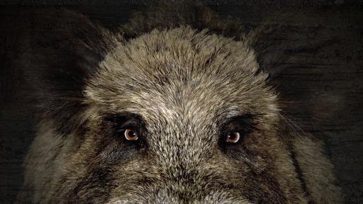  БАБХ: Свинекомплексите ще бъдат обезщетени два пъти 