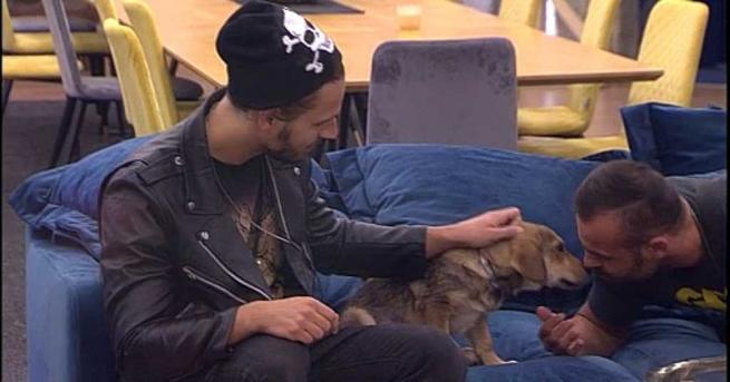 Съквартирантите подават ръка на организацията Stray Angels за да ги