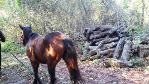 Враца акция