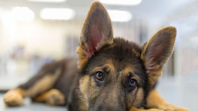 Домашни любимци могат да помогнат за разкриването на престъпления, пренасят човешка ДНК
