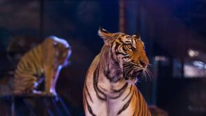 цирк животни тигър