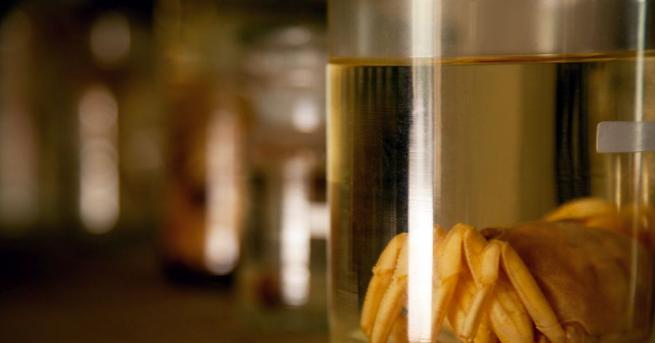 Умряла мишка в китайско вино и фасове в сирене вероятно