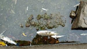 мъртва риба