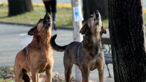 Промяна в законодателството касаещо бездомните кучета подготвят кметове на малки