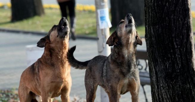 Държавата ще се бори с размножаването на бездомните кучета чрез