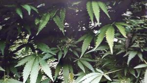 Хан крум канабис