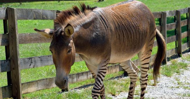 Зипи - рядка кръстоска между магаре и зебра, се роди