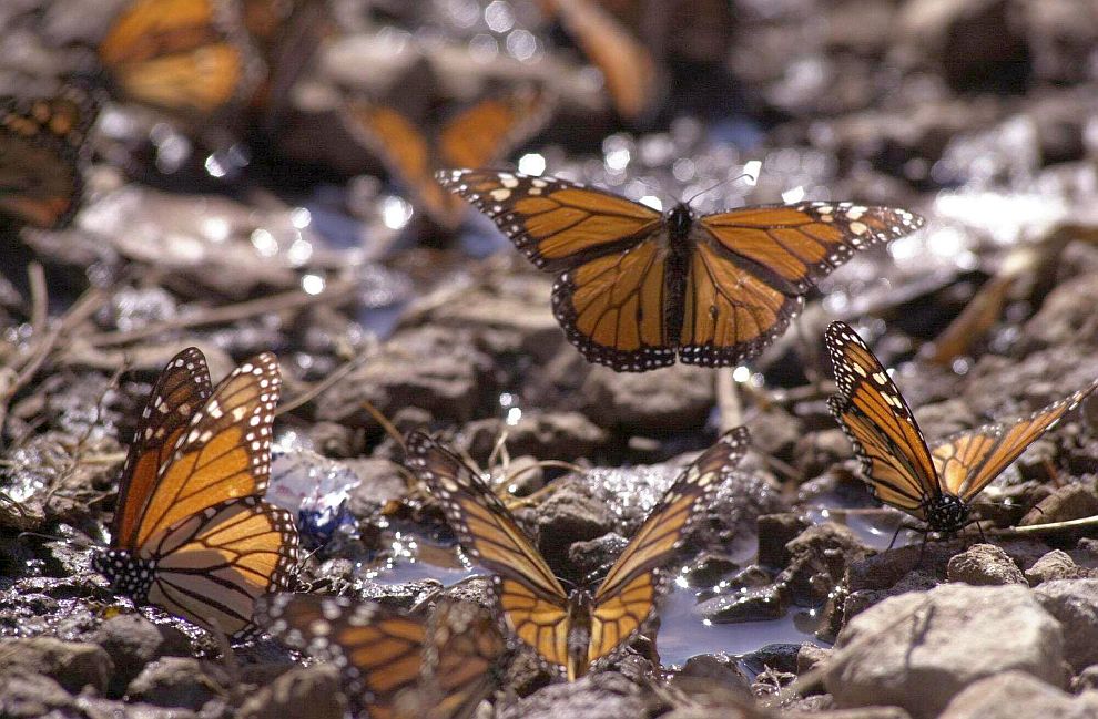 Пеперудите монарх прекарват зимата групирани една до друга върху ели и борове