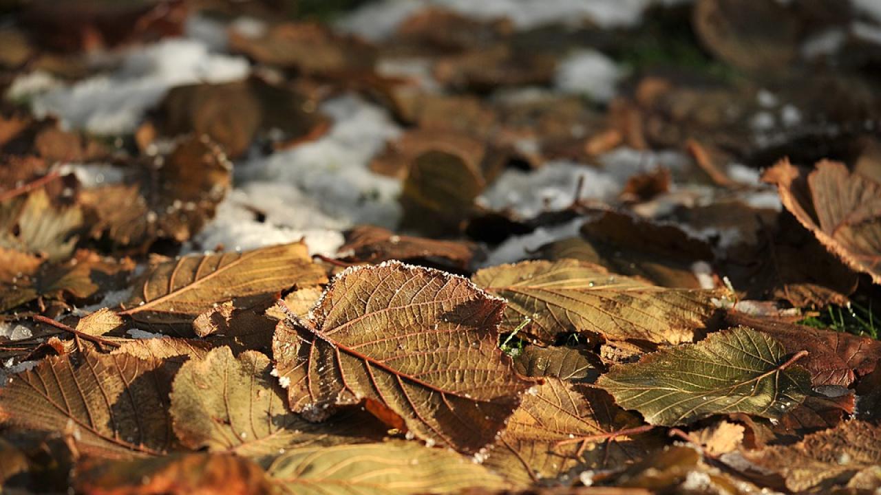 Снимка: pixabay